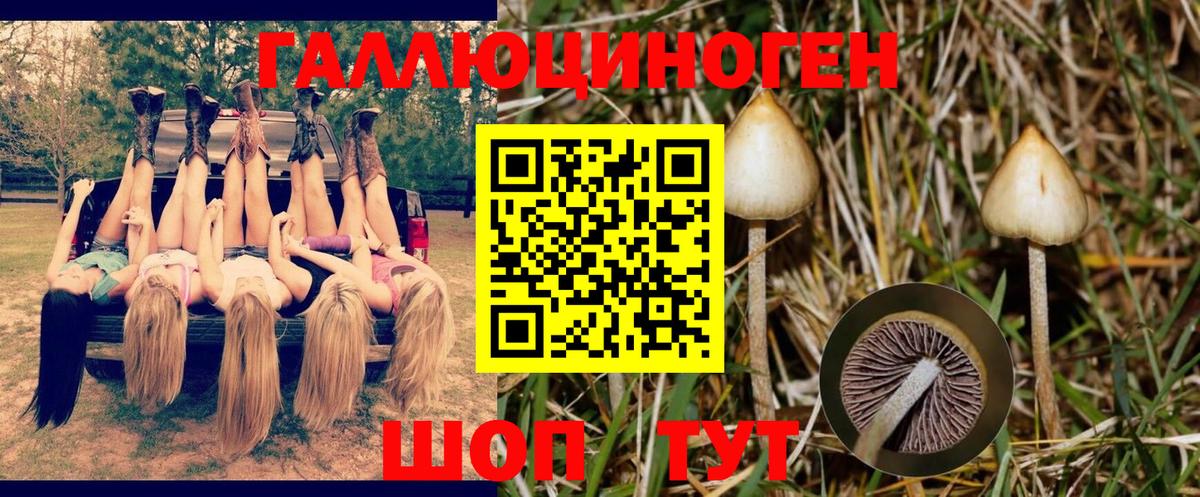 Искитим  Псилоцибиновые грибы прущие грибы  Вход с VPN 